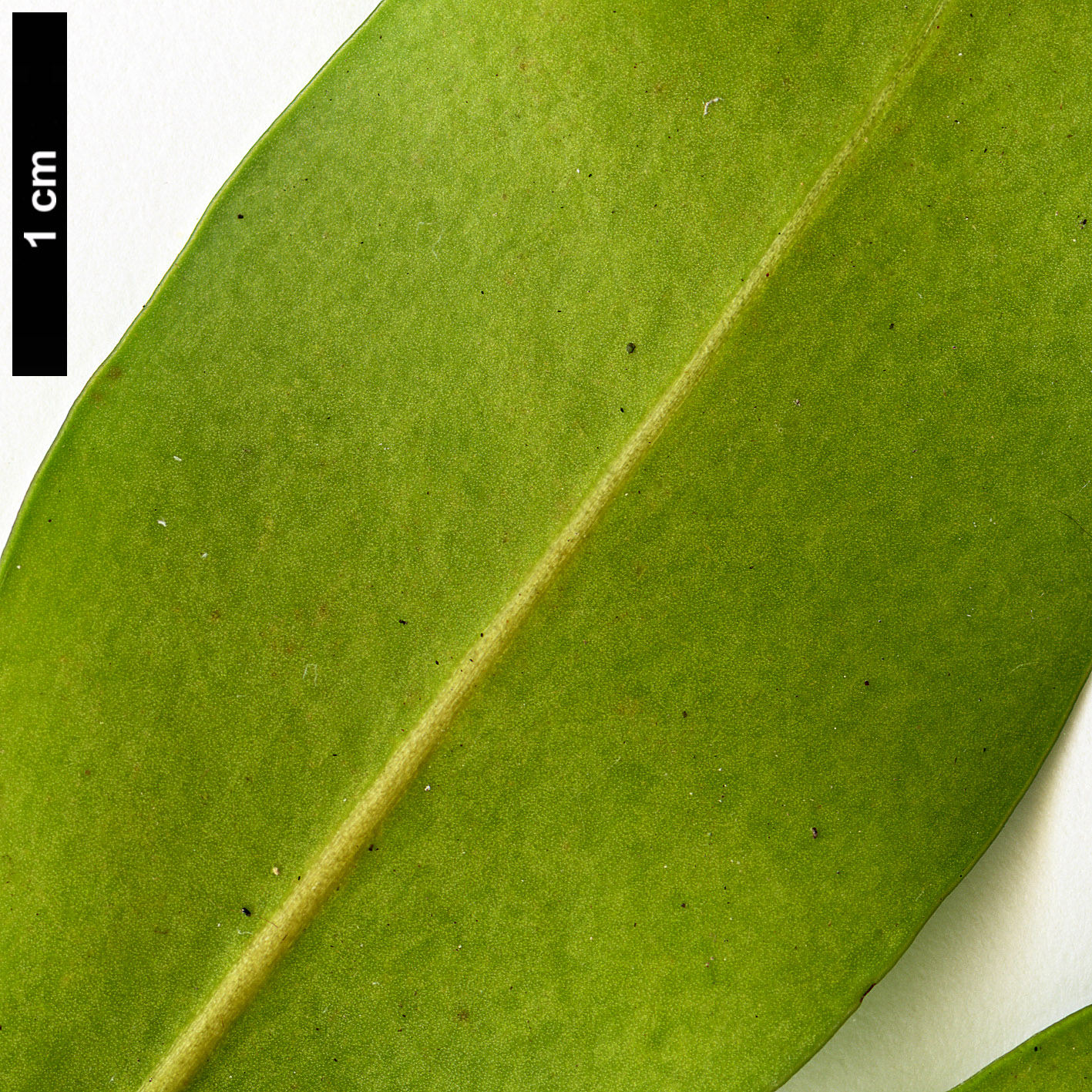 High resolution image: Family: Pentaphylacaceae - Genus: Cleyera - Taxon: japonica